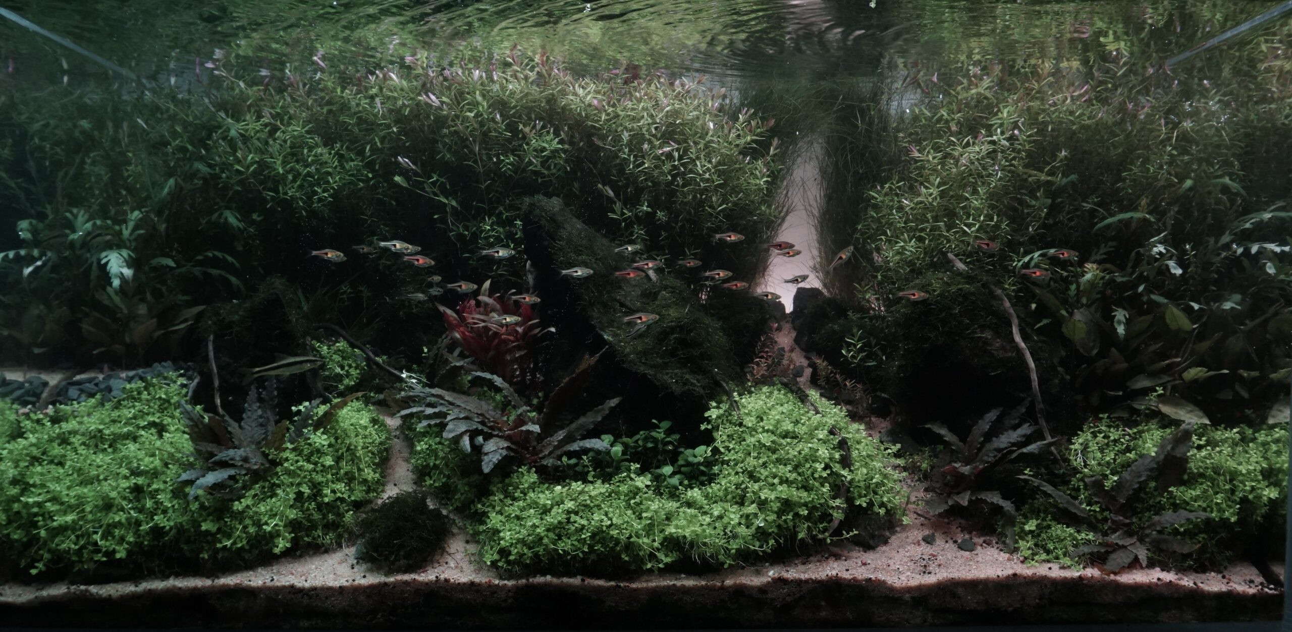 Aquascape by BP, Founder of Aqua Matsya - His First IAPLC entry