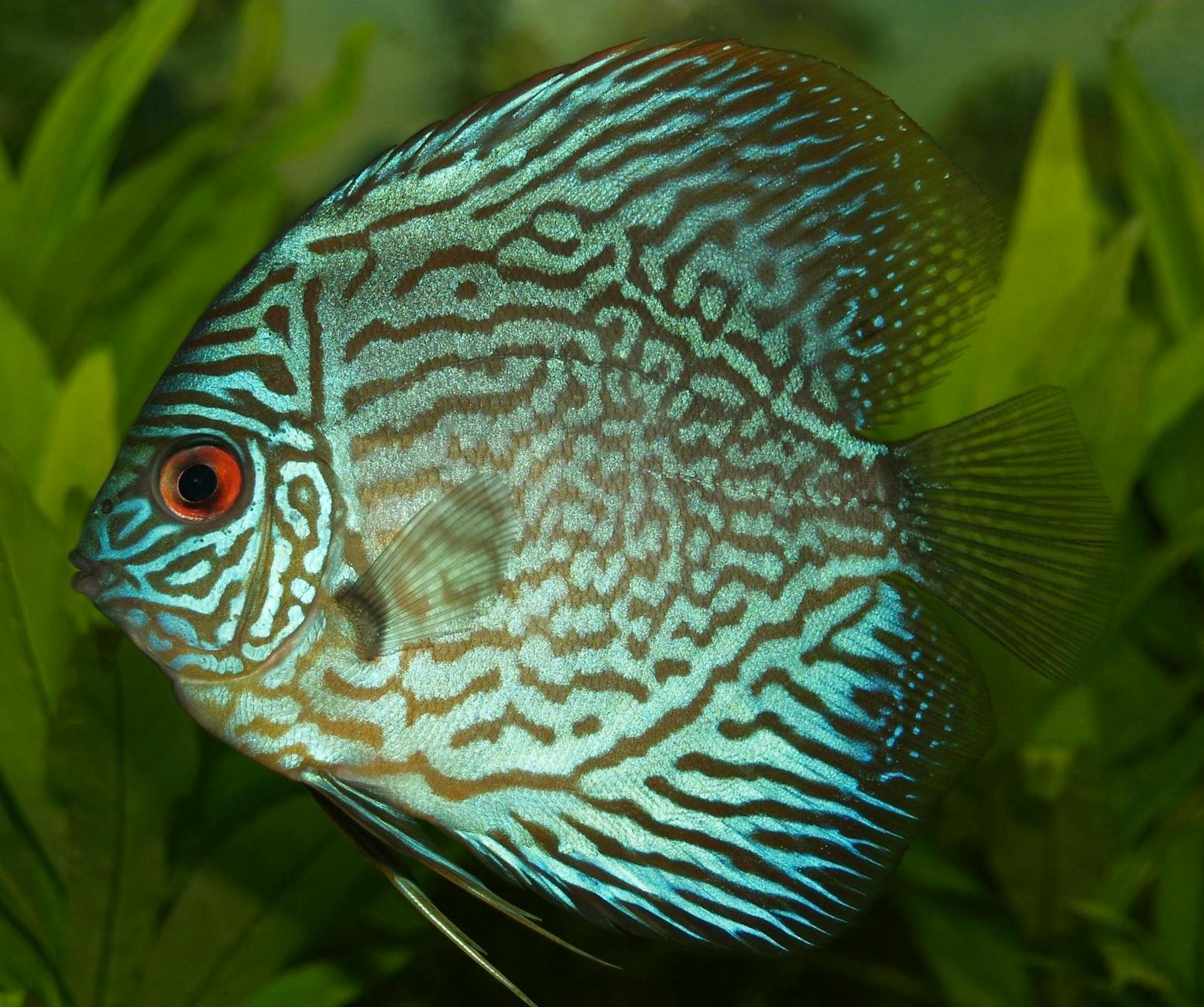 blue and black fish