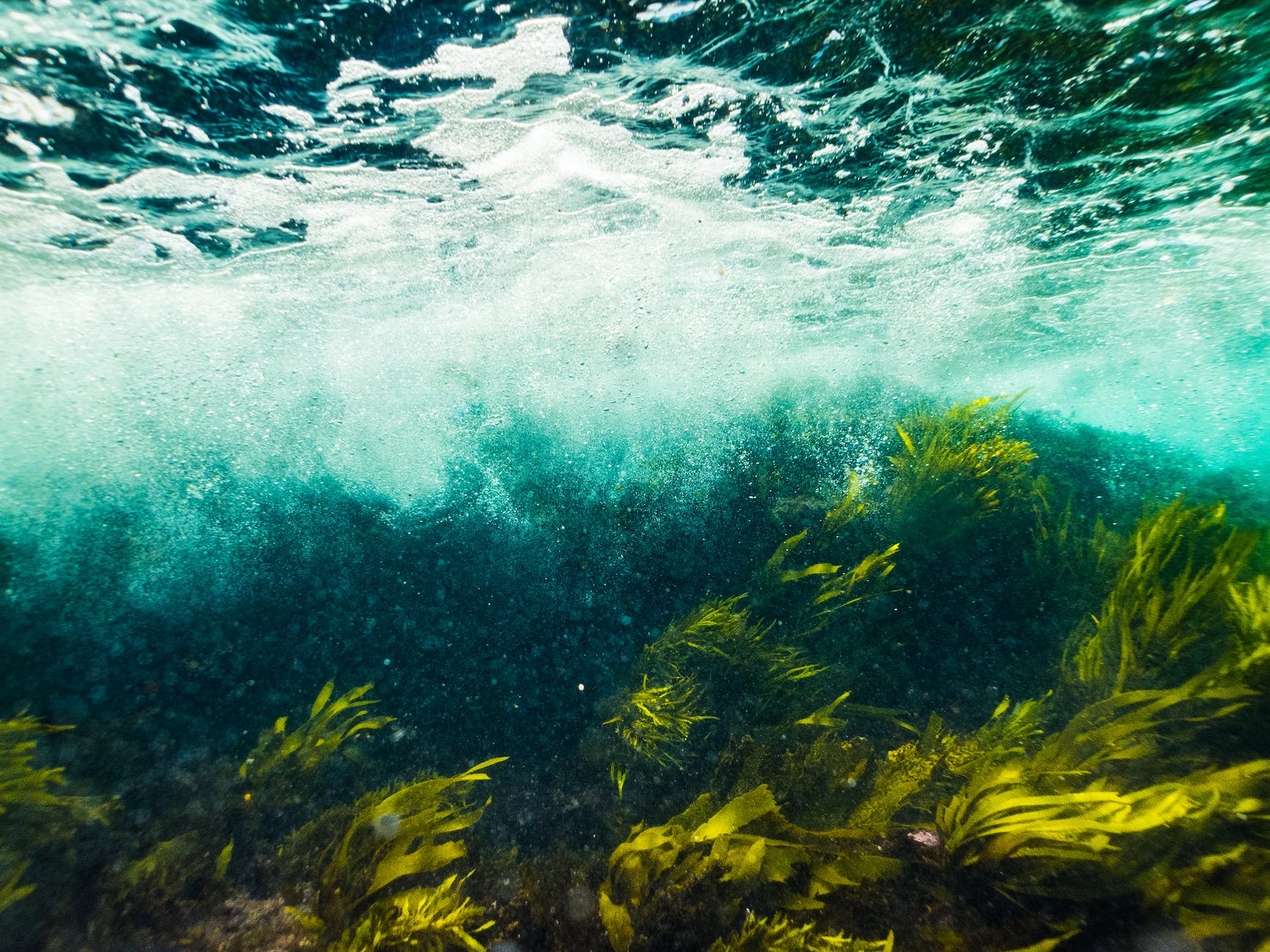 green weeds under water