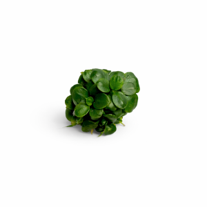 anubias mini coin.webp