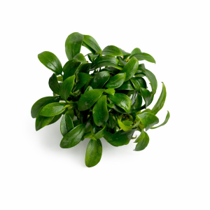 anubias pangolino.webp