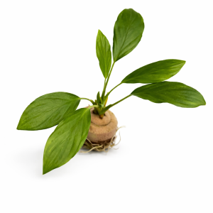 anubias purple triangle.webp