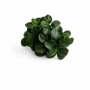 anubias nana 1.webp