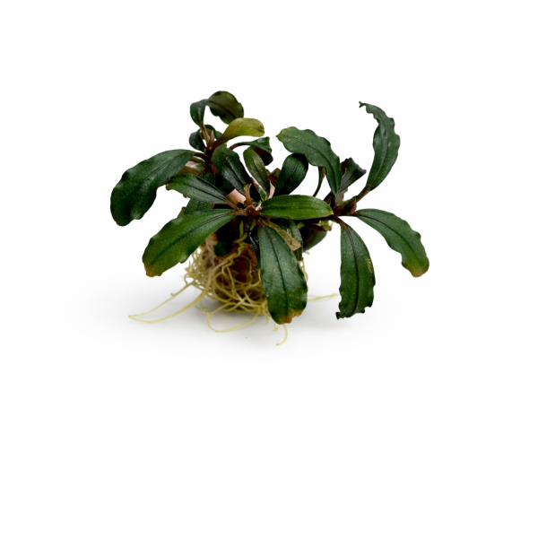 Bucephalandra black angel - Aqua Matsya