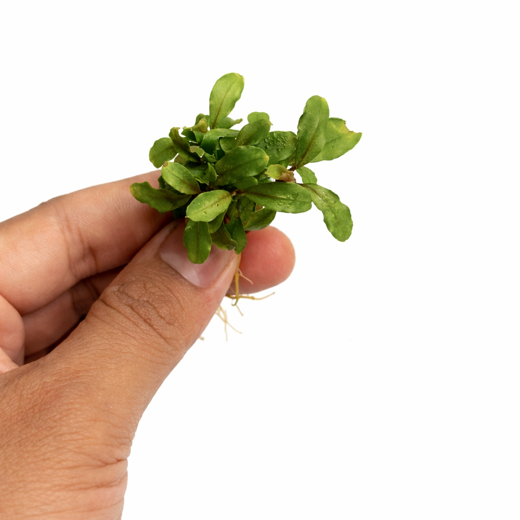 bucephalandra deep purple 2.webp bucephalandra deep purple 2.webp