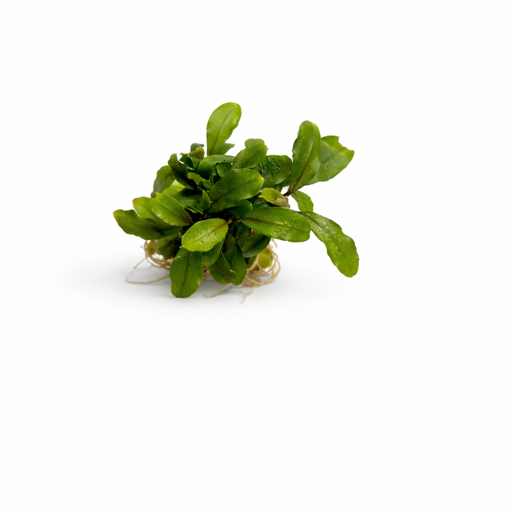 bucephalandra deep purple.webp bucephalandra deep purple.webp