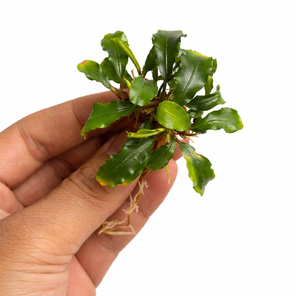 bucephalandra green wavy 2.webp bucephalandra green wavy 2.webp
