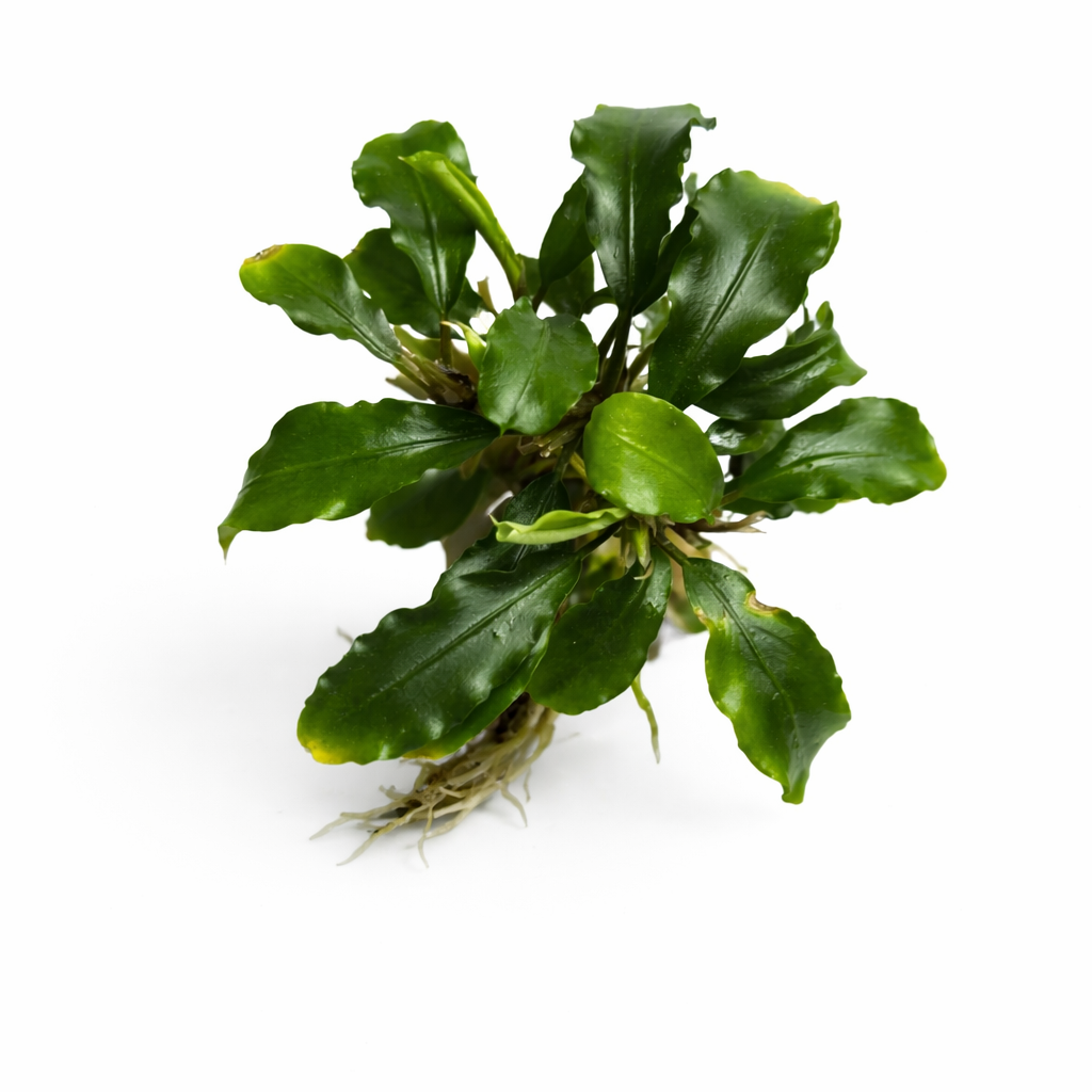 bucephalandra green wavy.webp bucephalandra green wavy.webp