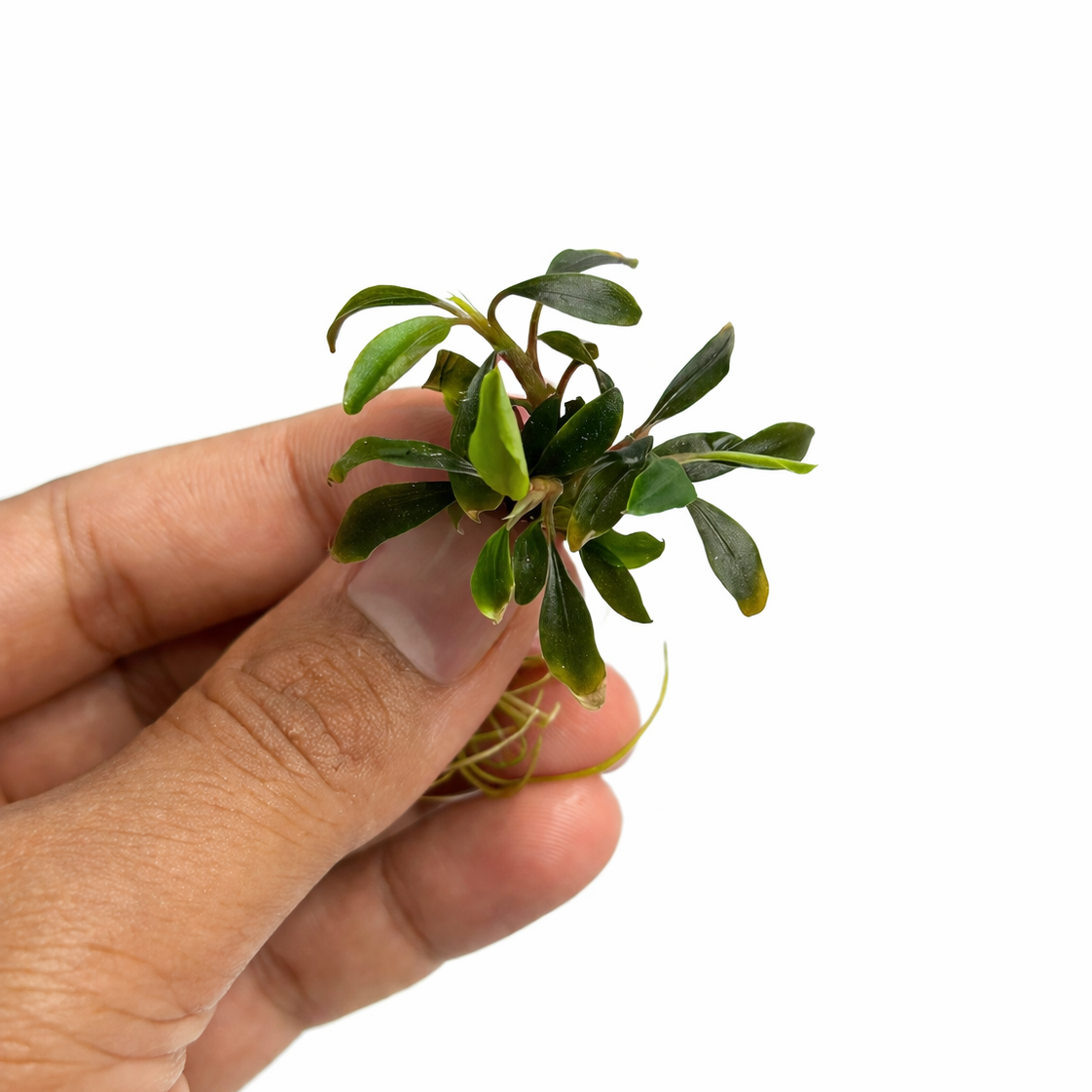 bucephalandra petite blue chilli 2.webp bucephalandra petite blue chilli 2.webp