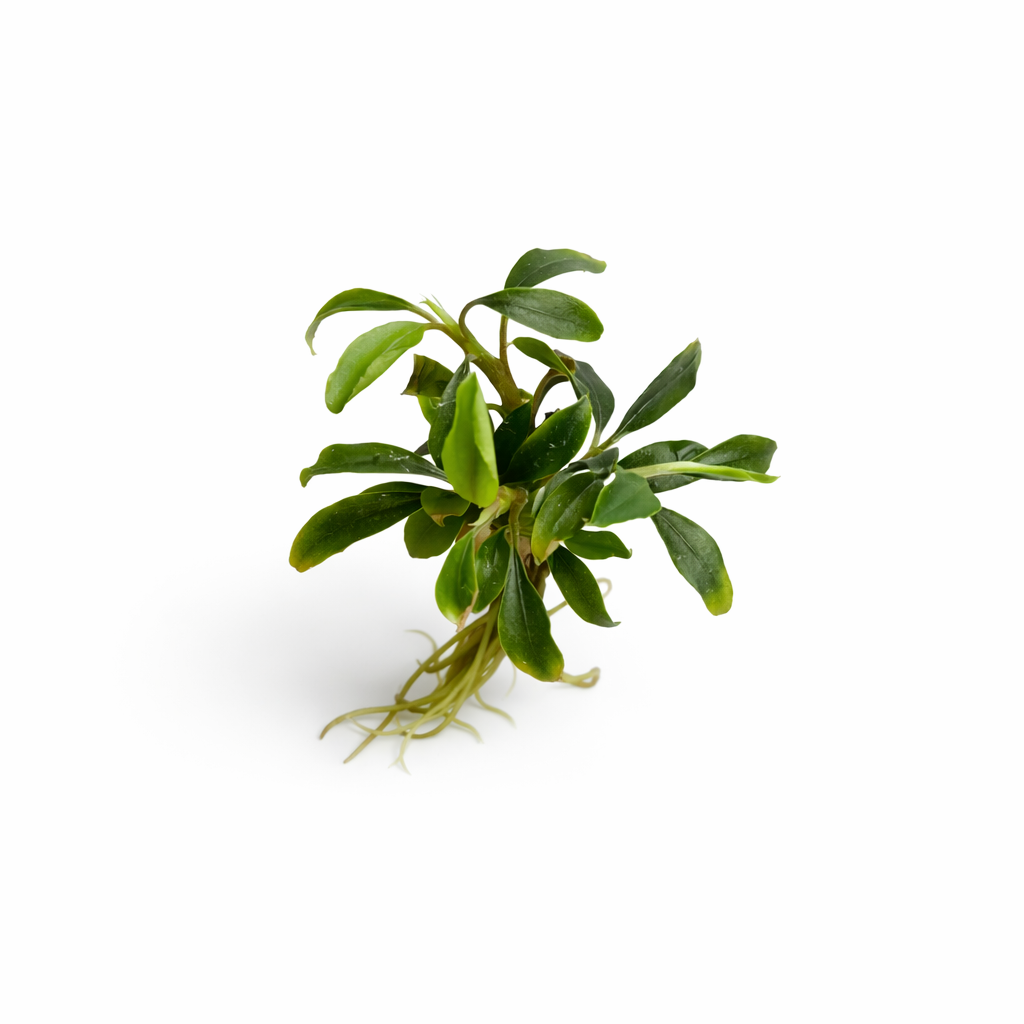 bucephalandra petite blue chilli.webp bucephalandra petite blue chilli.webp