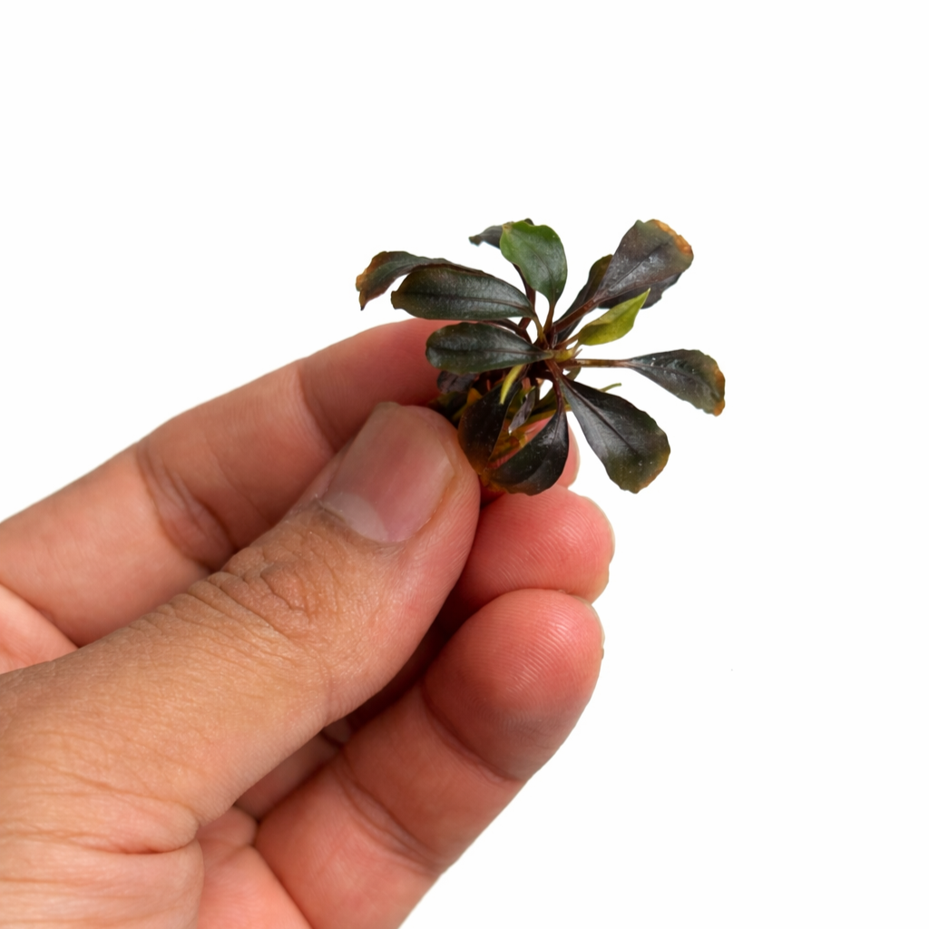 bucephalandra red mini 2.webp bucephalandra red mini 2.webp