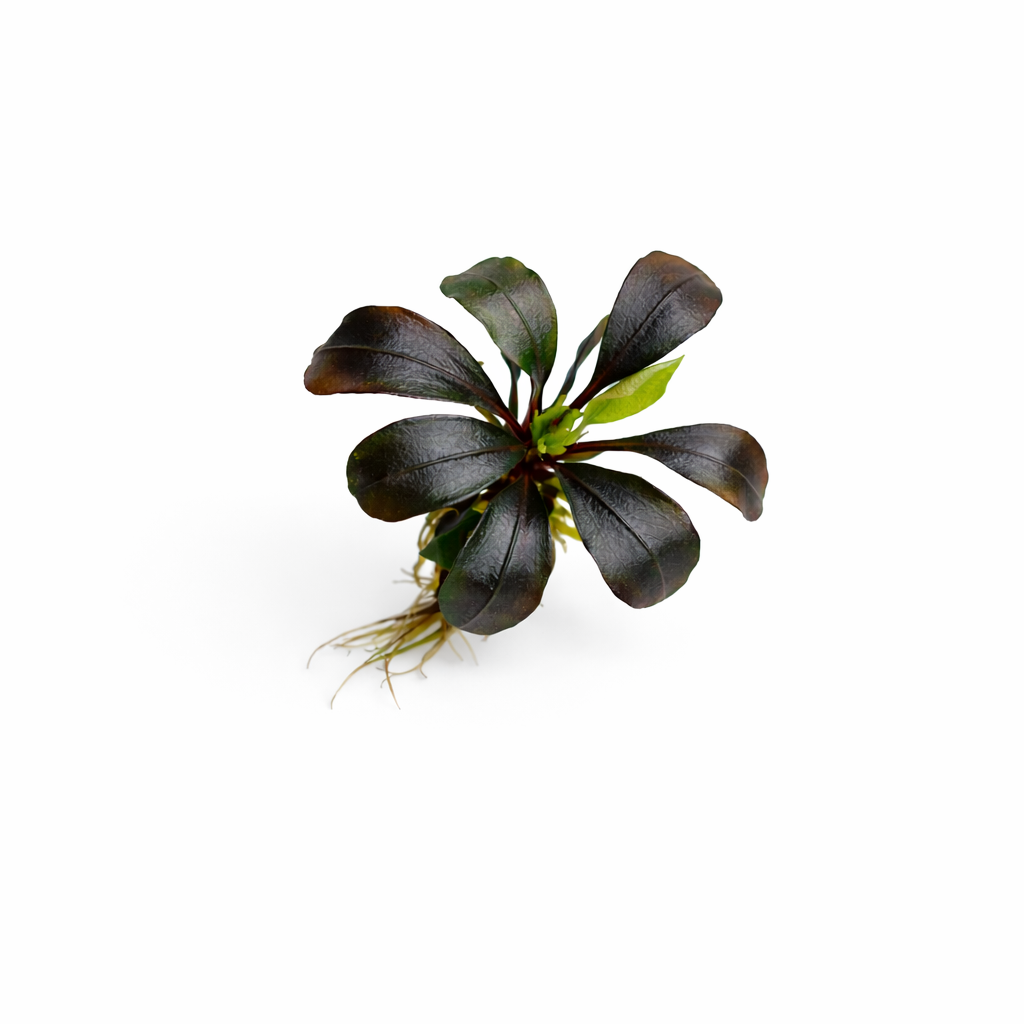 bucephalandra red mini.webp bucephalandra red mini.webp