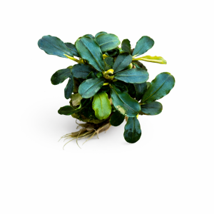bucephalandra sp blue.webp