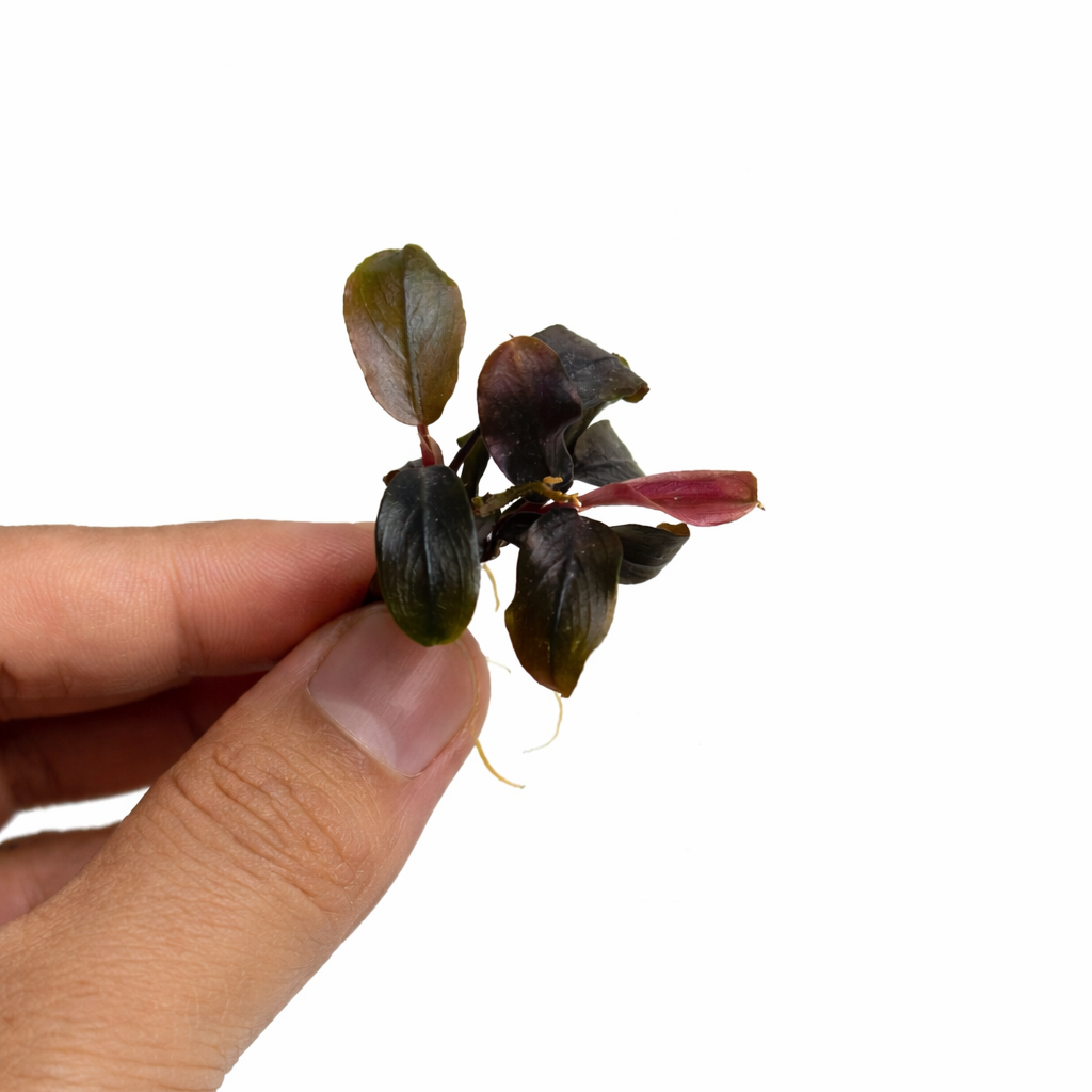 bucephalandra super blue 2.webp bucephalandra super blue 2.webp