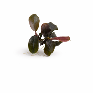 bucephalandra super blue.webp