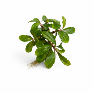 bucephalandra super mini ghost.webp